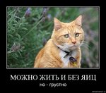 Аватар Можно жить и без яиц, но... грустно