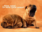 99px.ru аватар Мама, мама! Он меня сукой назвал!