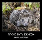 99px.ru аватар Плохо быть ёжиком, никто не гладит.