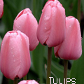 99px.ru аватар Розовые тюльпаны, Tulips
