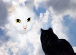 Аватар кошки скучают