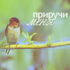 99px.ru аватар Приручи меня