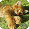 Аватар Рыжий котенок