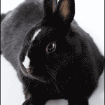 99px.ru аватар Черный кролик