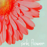 99px.ru аватар Розовый цветок