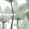 Аватар Цветы вид снизу, Flowers