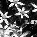 Аватар белые цветочки, nature