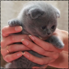 99px.ru аватар Серый котёночек