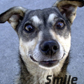 99px.ru аватар Собака улыбается, Smile