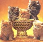 Аватар Котятки