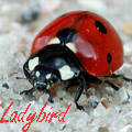 Аватар Божья коровка крупным планом, Ladybird