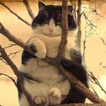 99px.ru аватар Котейка