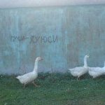 99px.ru аватар гуси-хуюси