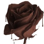 Аватар Шоколадная роза