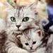 Аватар Кошка с котенком