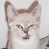 Аватар Котик