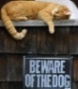Аватар eware of the dog
