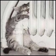 99px.ru аватар Котенок
