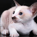 Аватар белый котенок