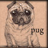 Аватар рисунок собаки,pug