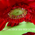 Аватар гербера, лепестки нежности