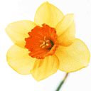 99px.ru аватар цветы