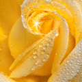 Аватар желтая роза в каплях воды