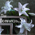 99px.ru аватар лилии на рамочках, ты помнишь