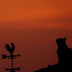 Аватар Кот на крыше, а петушок повыше..
