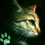 99px.ru аватар Изумрудные кошачьи глазки