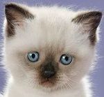 Аватар шлядкий котёнок