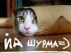 99px.ru аватар йа шурма