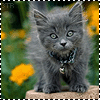 99px.ru аватар Котёнок