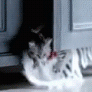 Аватар вылезает из шкафа (Котенок из рекламы)