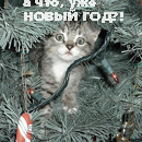 99px.ru аватар котенок выглядывает из ветвей, а что, уже новый год?