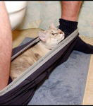 Аватар Кот в туалете