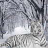 99px.ru аватар тигруши в снегу.лежит.балдеет.зевает.год 2010