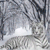 Аватар тигруши в снегу.лежит.балдеет.зевает.год 2010