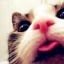 99px.ru аватар Кошка показывает язык
