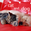 99px.ru аватар Cat and dog
