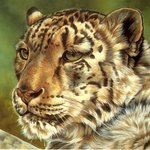 99px.ru аватар Тигр