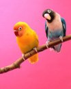 99px.ru аватар 2 милых попугайчика...