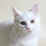 Аватар Кошка моргает