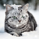 Аватар Кот в снегу
