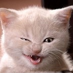 Аватар Улыбающийся котенок