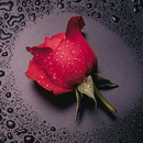 Аватар бутон розы в каплях воды