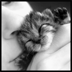 Аватар Котеночек