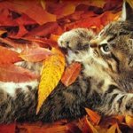 Аватар Котик в листьях