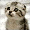 Аватар please... dont scold me... look... I am so cute... I cant be yelled on!