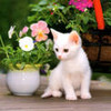 Аватар Котёночек